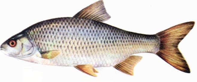 fishing_in_the_lake_district_&_cumbria,_roach.jpg