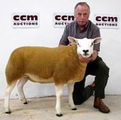 Stainton Texels